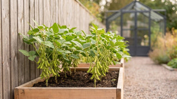 Uprawa fasoli edamame - Blomea.pl