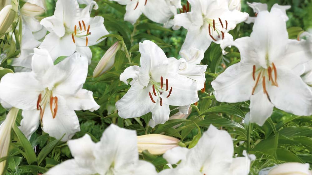 Białe lilie - Blomea.pl