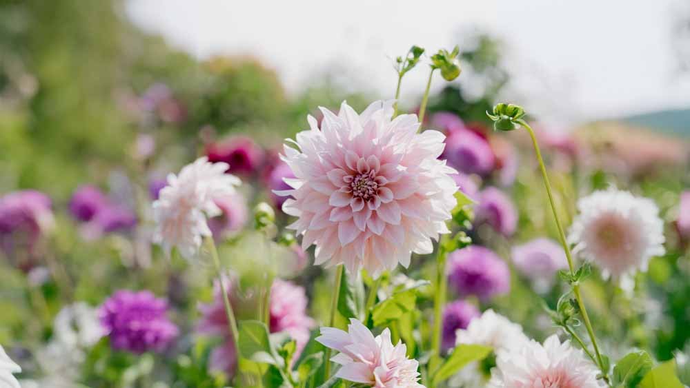 Dalia Cafe Au Lait - Blomea.pl