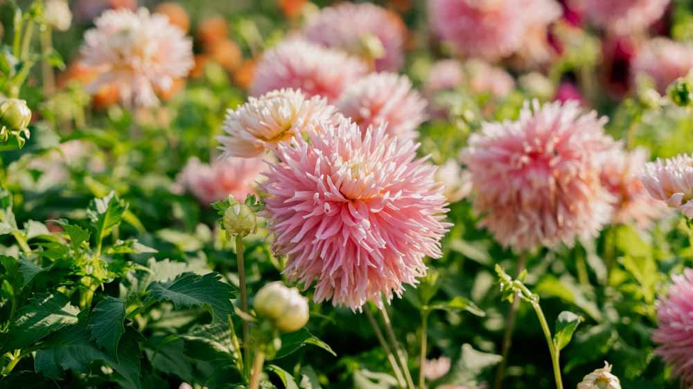 Dalia Frynsowana - Blomea.pl