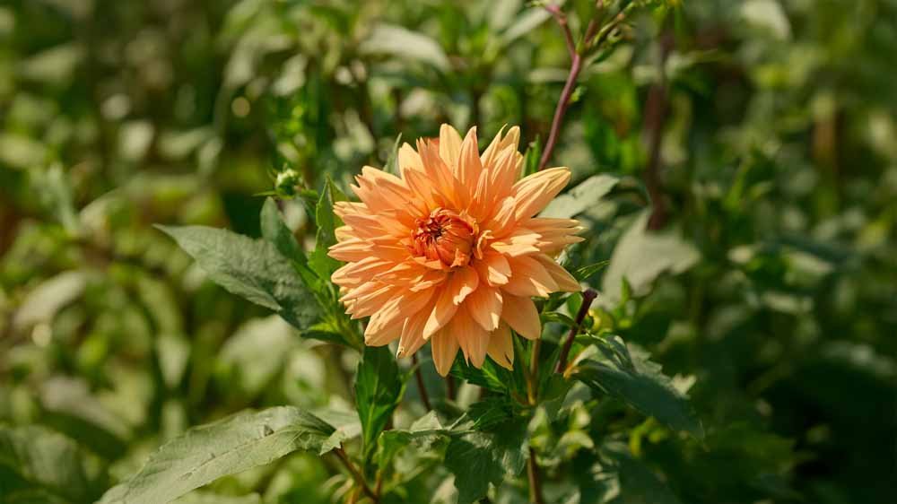 Dalia pomarańczowa - Blomea.pl