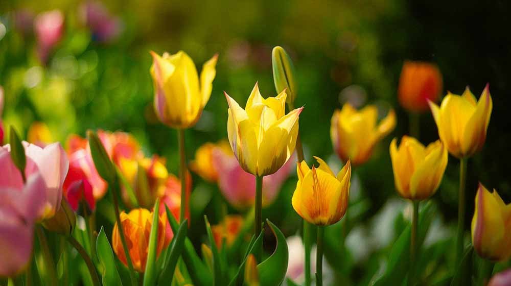 Dzikie tulipany - Blomea.pl