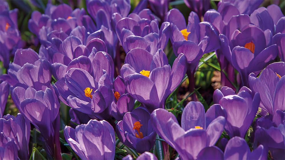 Fioletowe kwiaty wiosenne - Blomea.pl