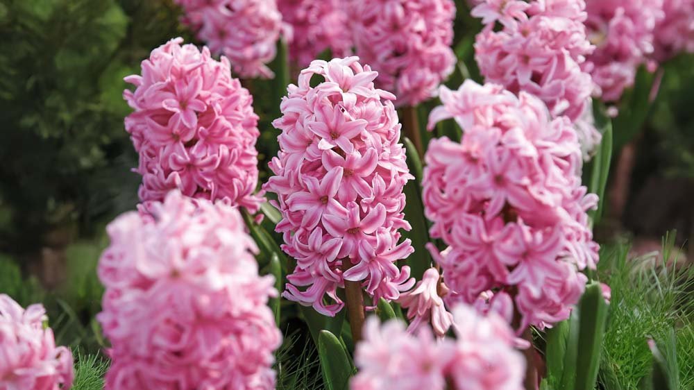 Hiacynty - Blomea.pl