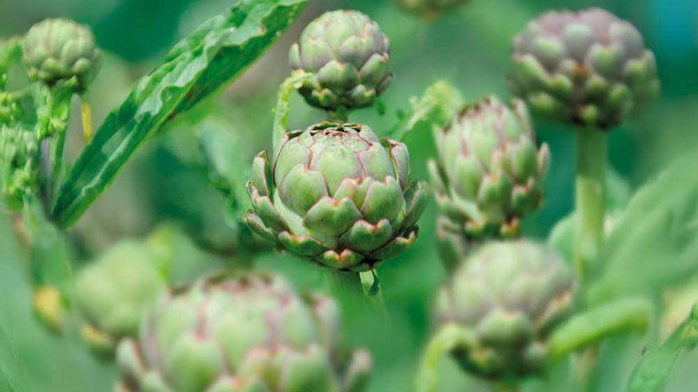 Karczoch - Blomea.pl