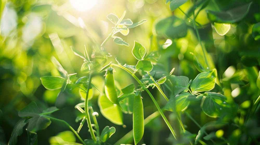 Nasiona grochu - Blomea.pl