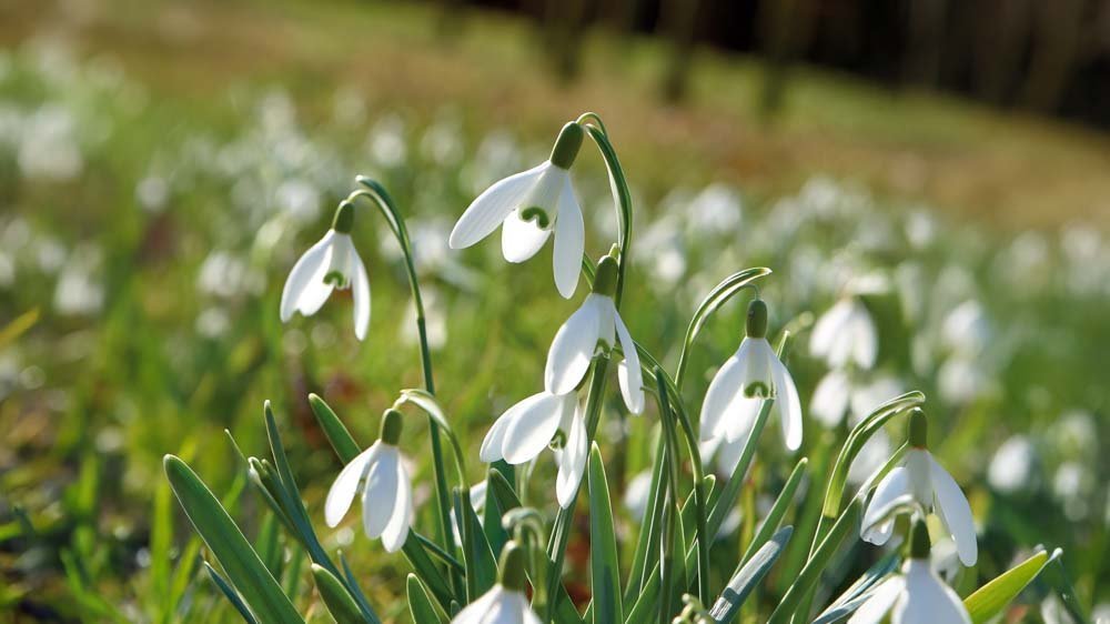 Przebiśniegi - Blomea.pl