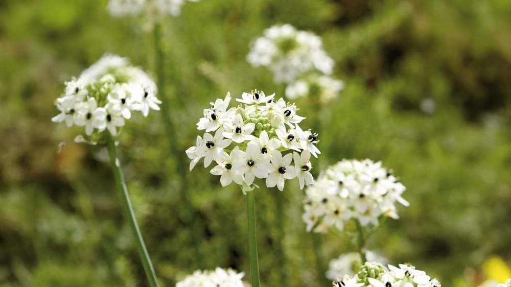 Śniedek - Blomea.pl