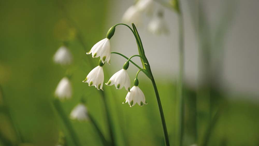 Śnieżyca - Blomea.pl