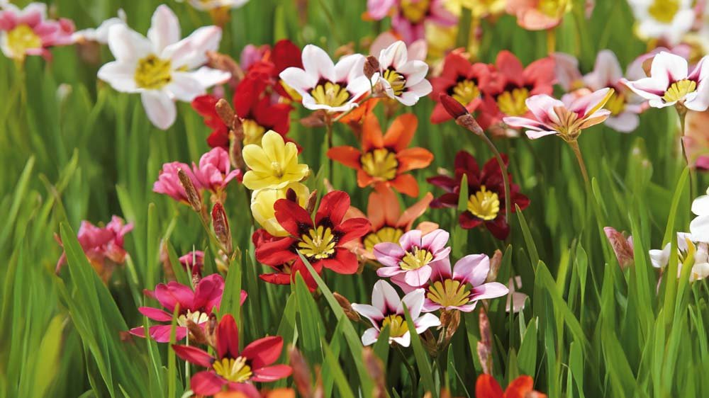 Sparaksis - Blomea.pl