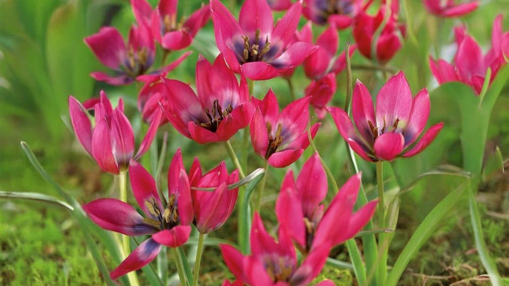 Tulipany botaniczne - Blomea.pl