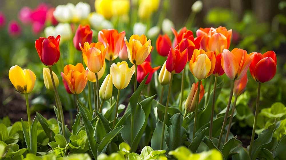 Tulipany Fosteriana - Blomea.pl
