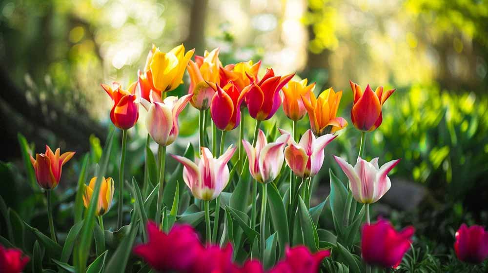 Tulipany o liliowych kwiatach - Blomea.pl
