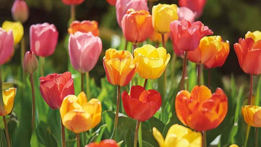 Tulipany w promocji - Blomea.pl