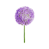Allium