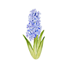 Hiacynty