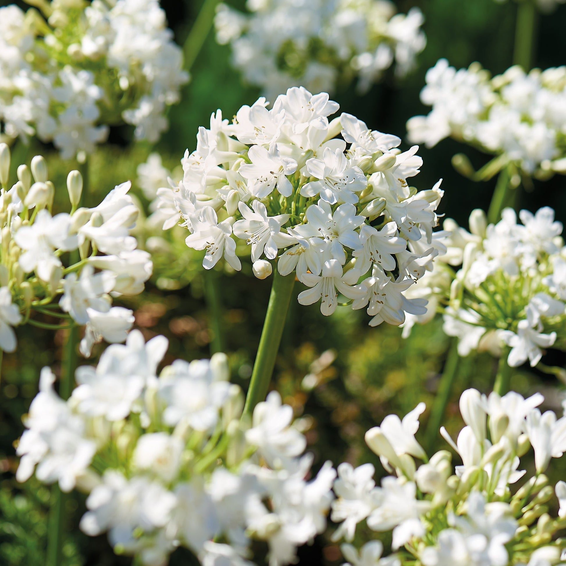 Agapant, Agapanthus 'Albus'