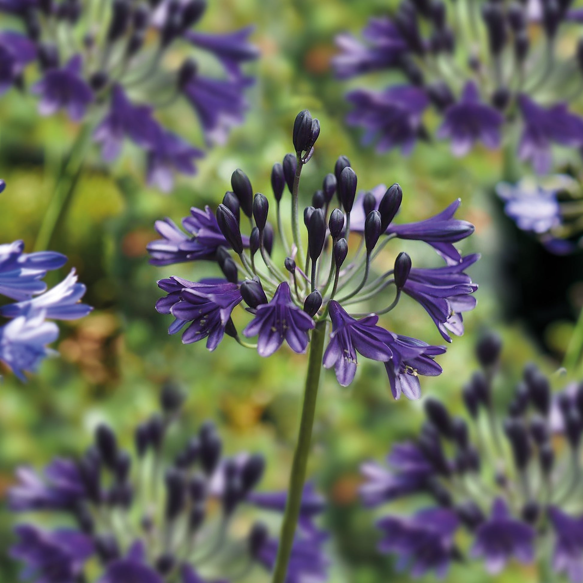 Agapant, Agapanthus 'Black Buddhist'