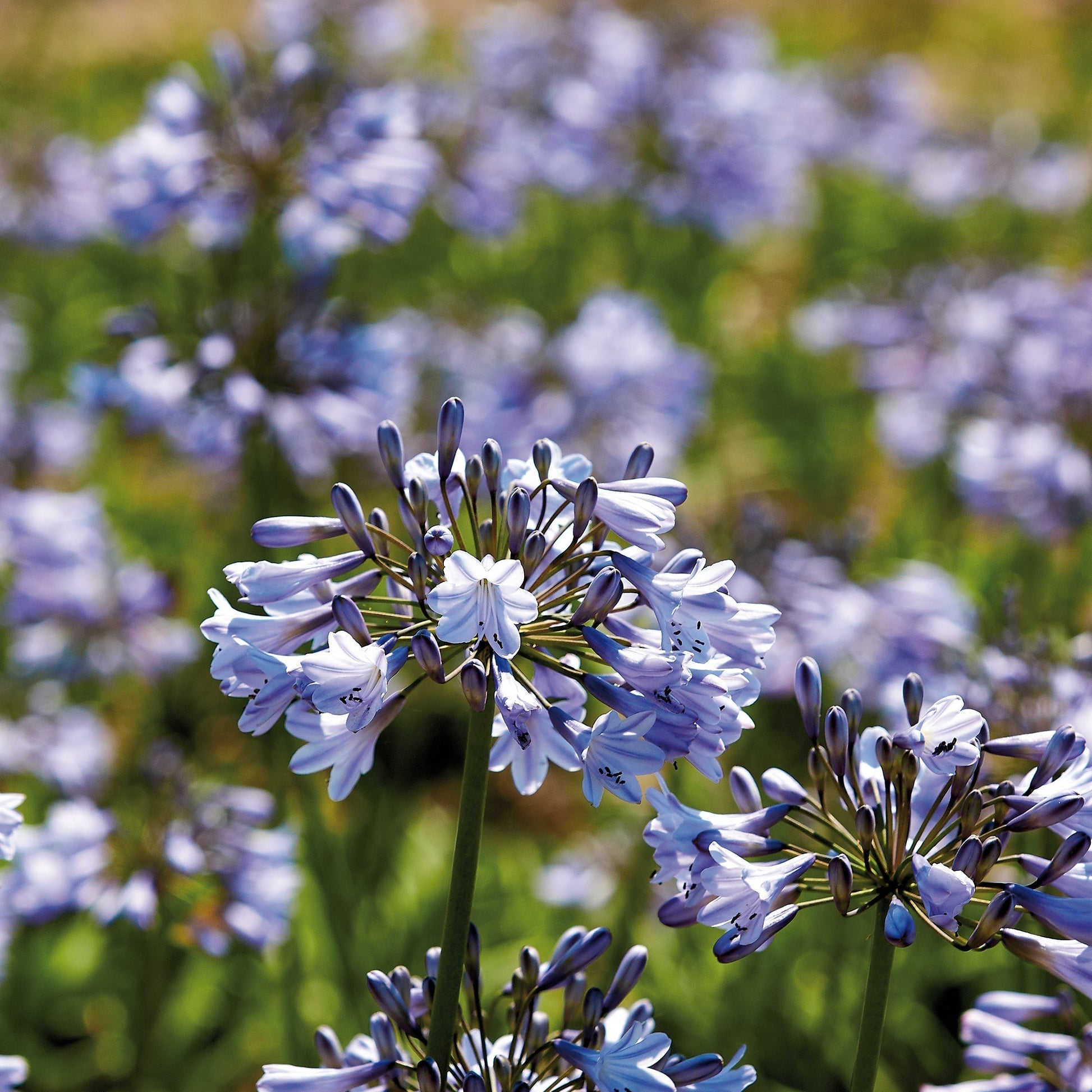 Agapant, Agapanthus 'Donau'