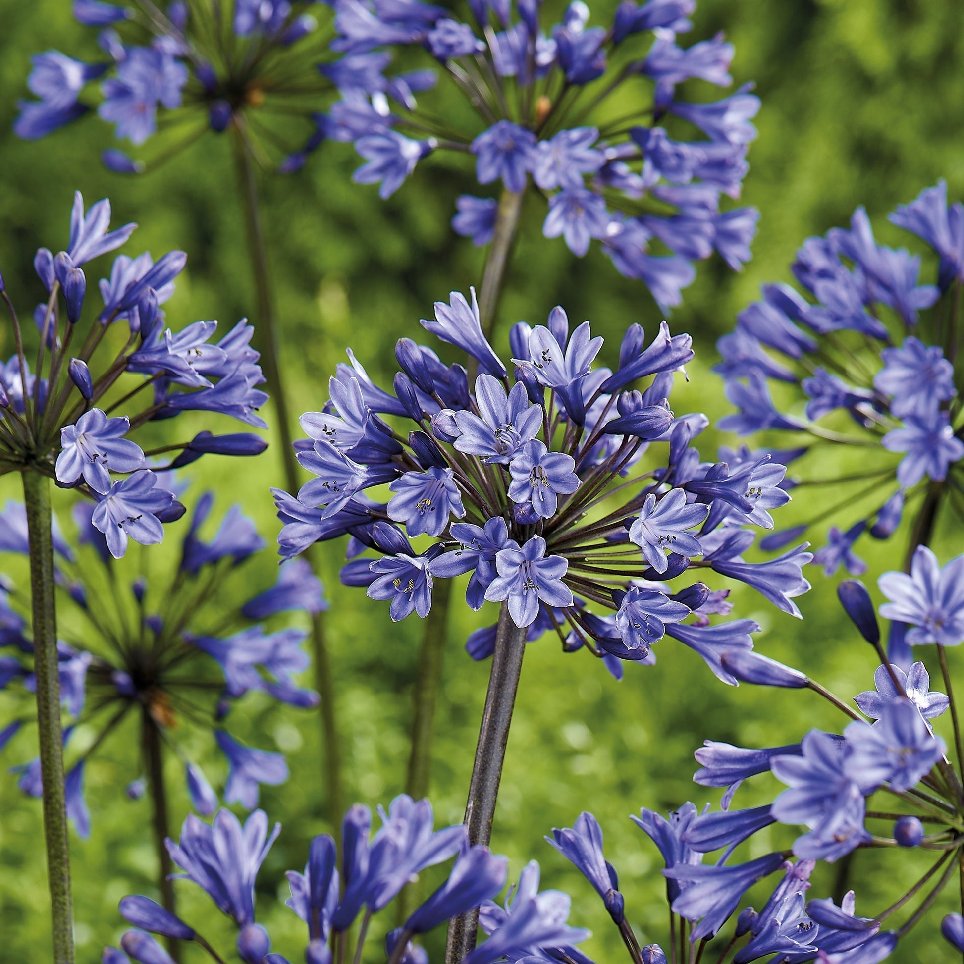 Agapant, Agapanthus 'Intermedia'