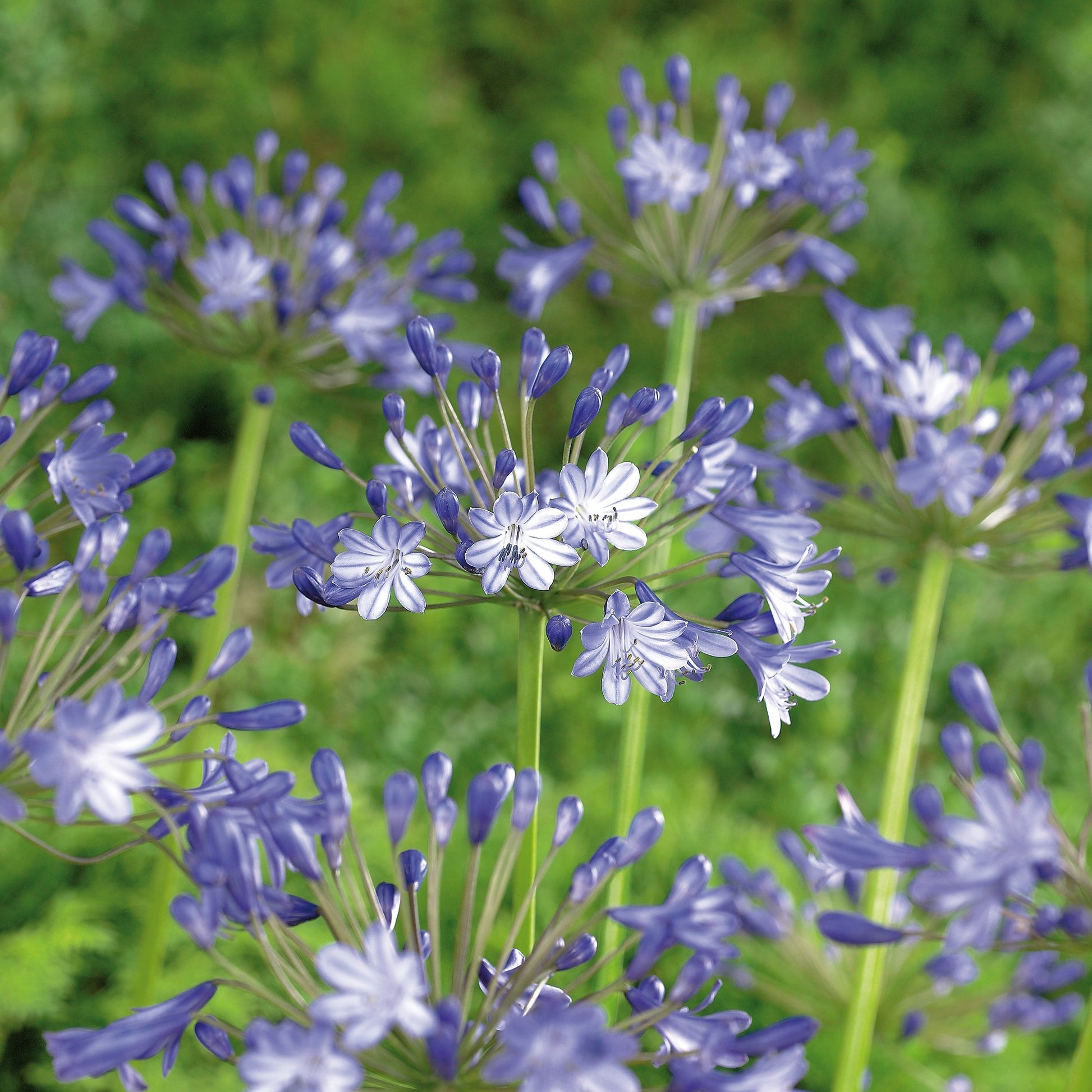 Agapant, Agapanthus 'Pacific Ocean'