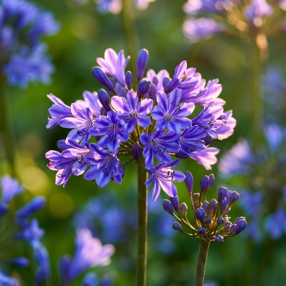 Agapant, Agapanthus 'Pinocchio'