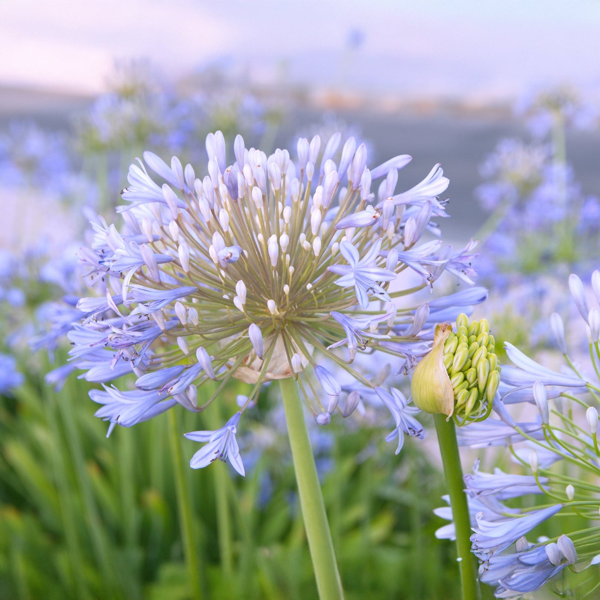 Agapant, Agapanthus 'Wolga'