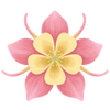 Orlik goły korzeń / Aquilegia