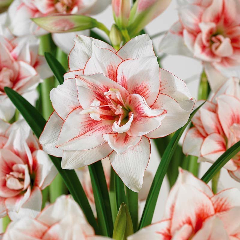 Amaryllis 'Elvas'