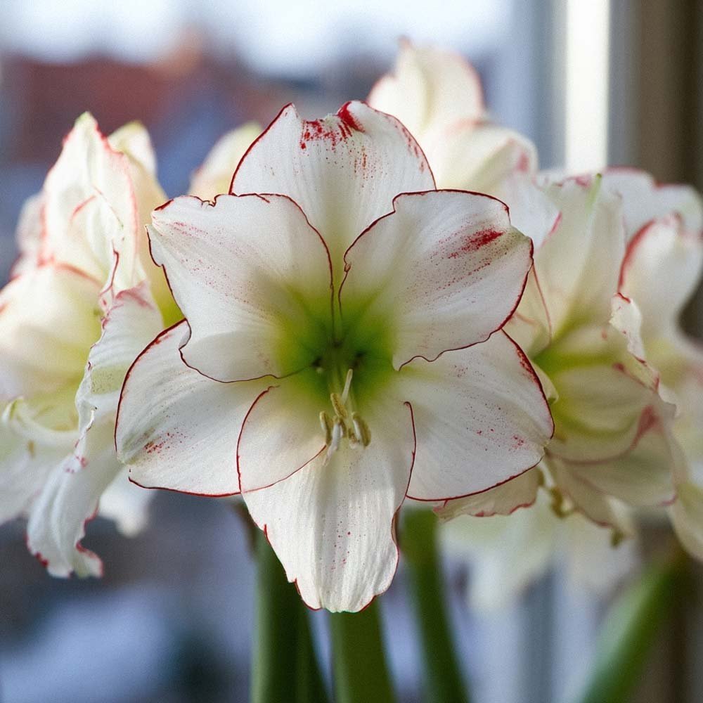 Amaryllis 'Picasso'