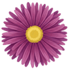 Aster goły korzeń