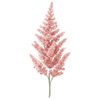 Tawułka goły korzeń / Astilbe