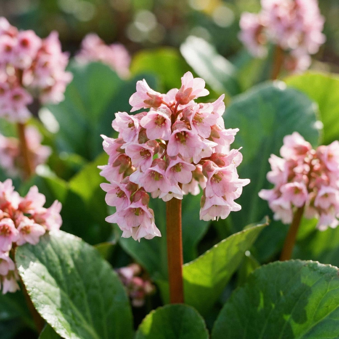 Bergenia 'Baby Doll'