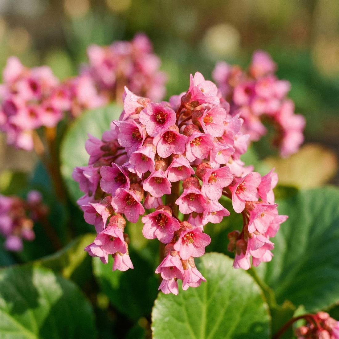Bergenia 'Morgenröte'