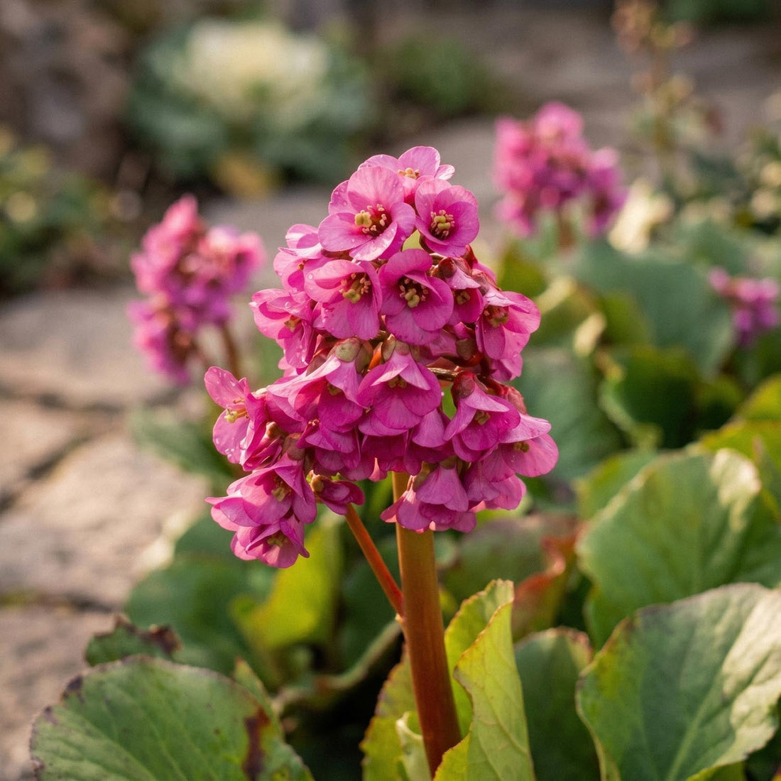 Bergenia 'Rotblum'