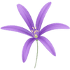 Iksjolirion cebulki / Ixiolirion
