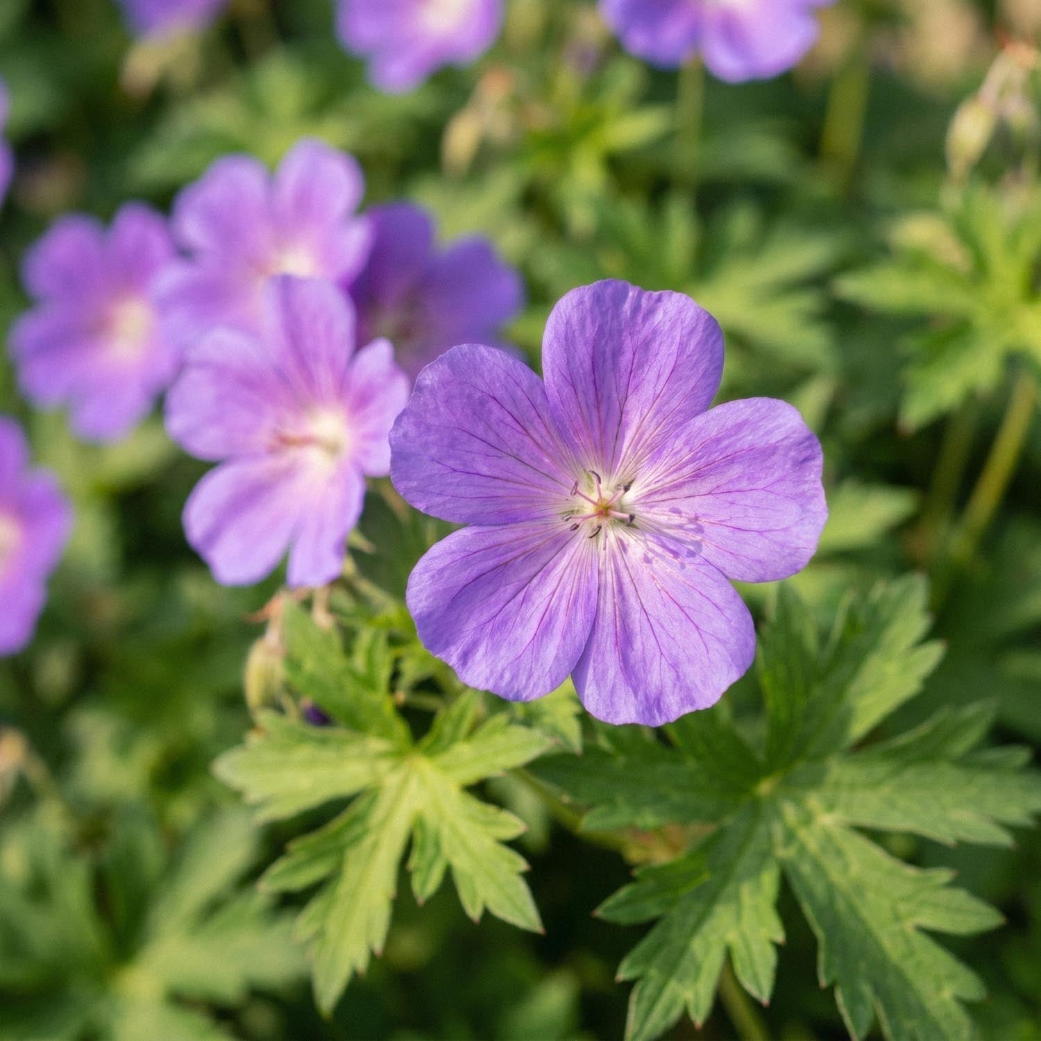 Bodziszek, Geranium 'Brookside'