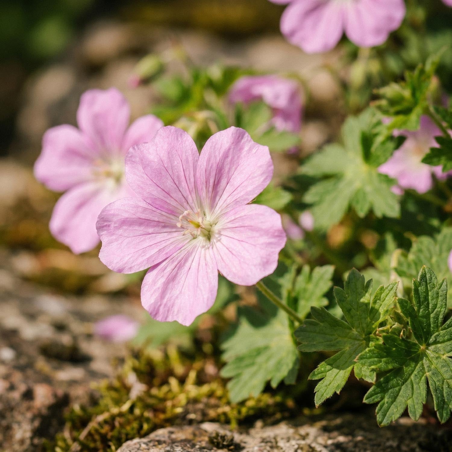 Bodziszek, Geranium 'Wargrave Pink'
