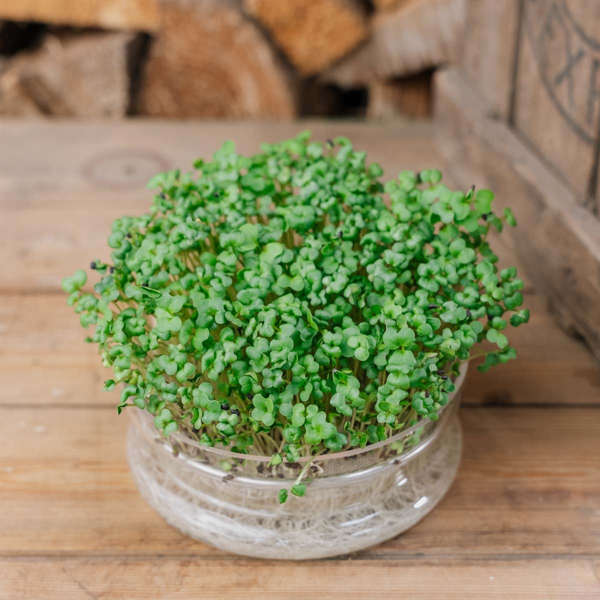 Broccoli mikrogrønt frø - 4000 Økologiske Frø