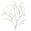 Gipsówka kłącze / Gypsophila