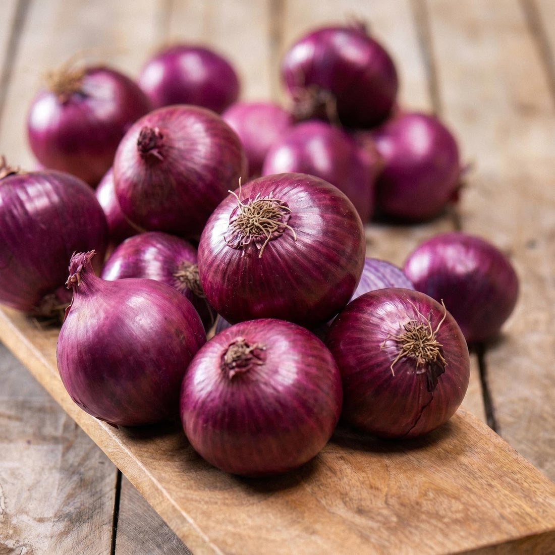 Cebula sadzeniak, Allium 'Red Winter'