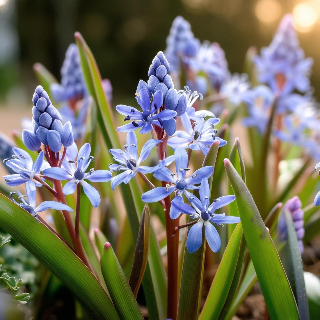 Cebulica, Scilla 'Bifolia'