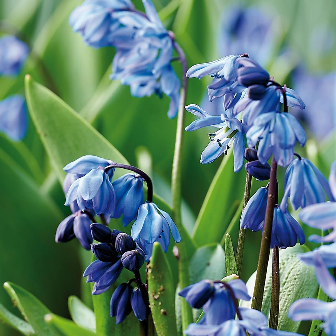Cebulica, Scilla 'Siberica'