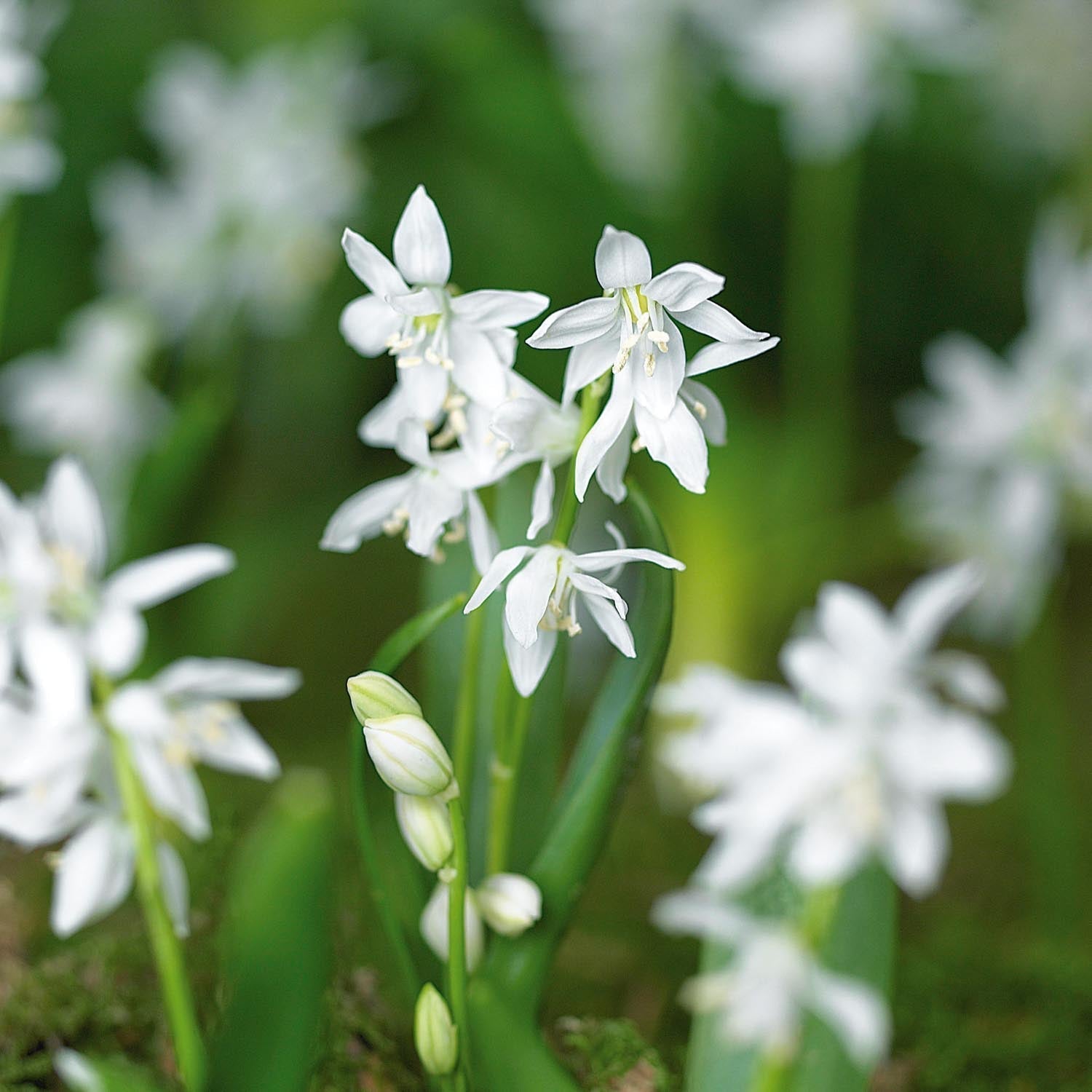 Cebulica, Scilla 'Siberica Alba'