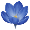 Chilean crocus cebulki / Tecophilaea