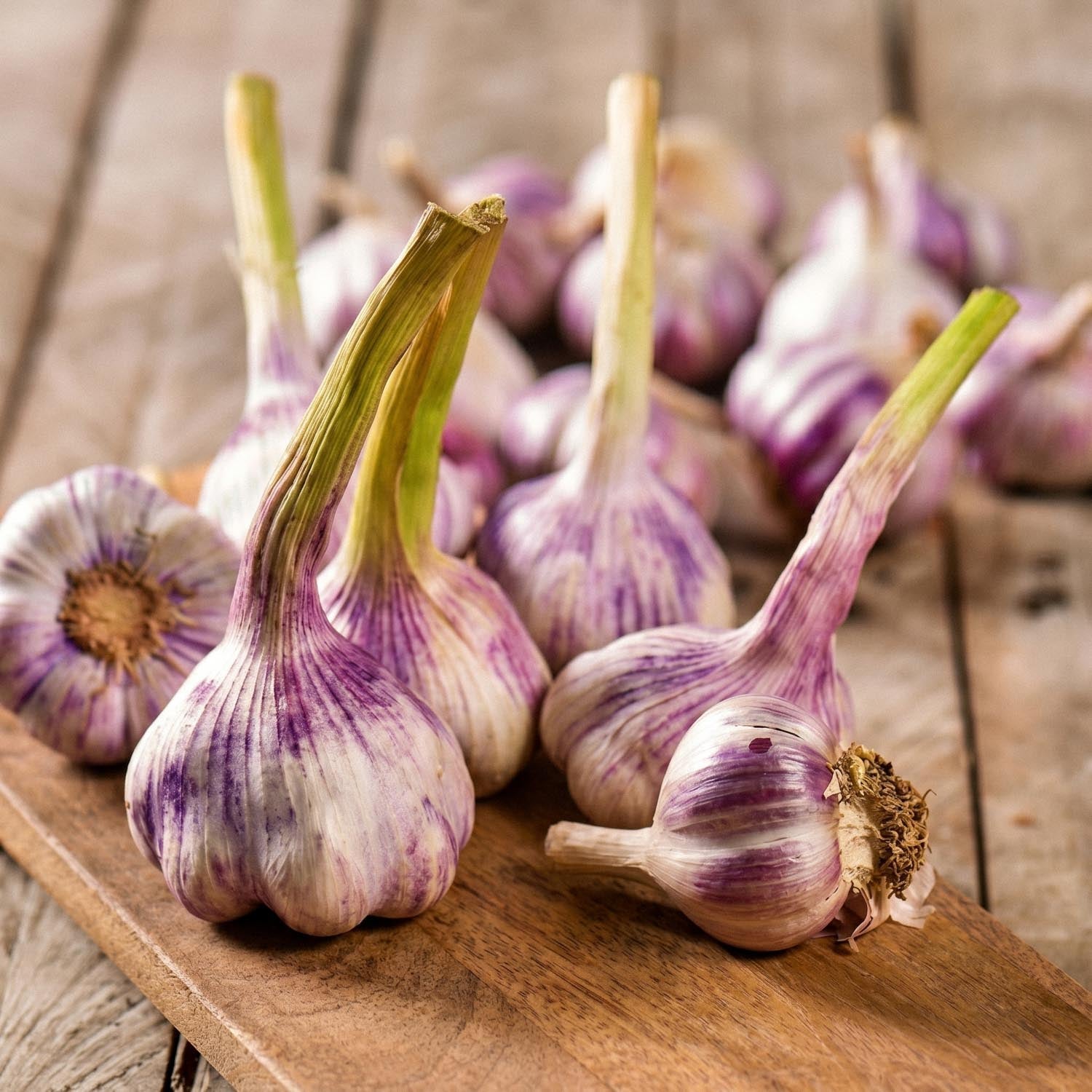 Czosnek, Allium 'Germidour'