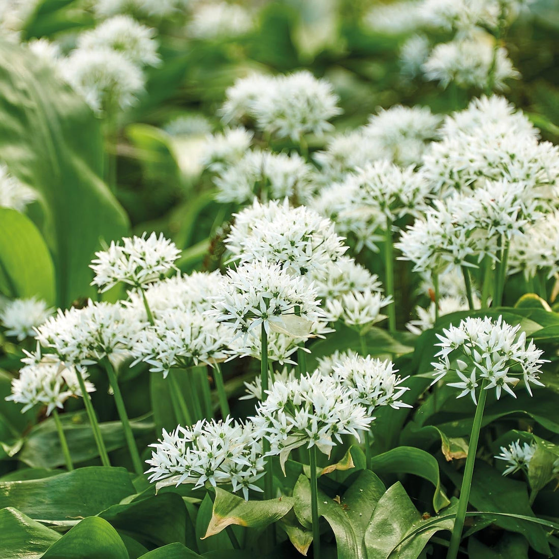 Czosnek niedźwiedzi, Allium 'Ursinum'