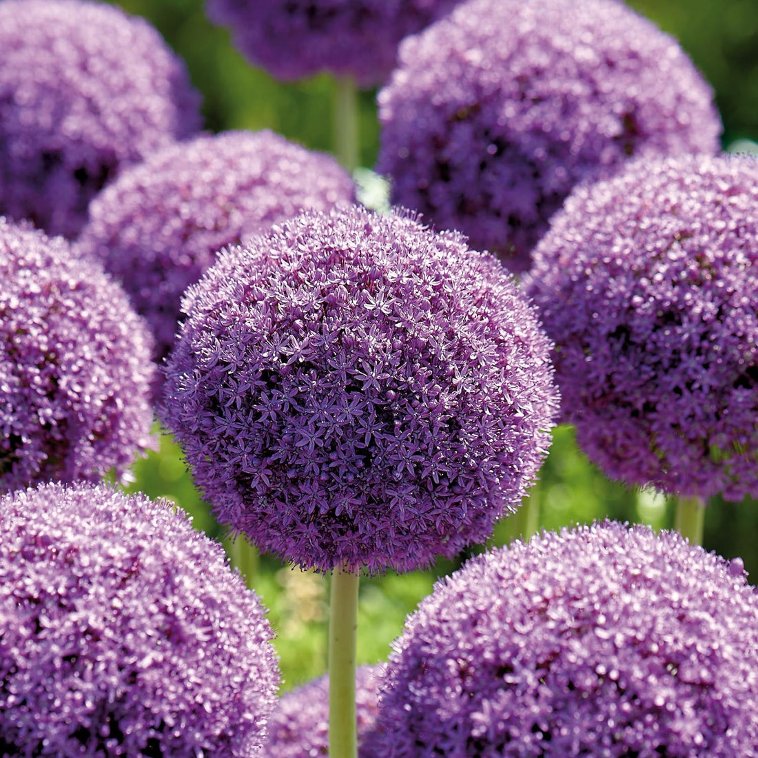 Czosnek ozdobny, Allium 'Ambassador'