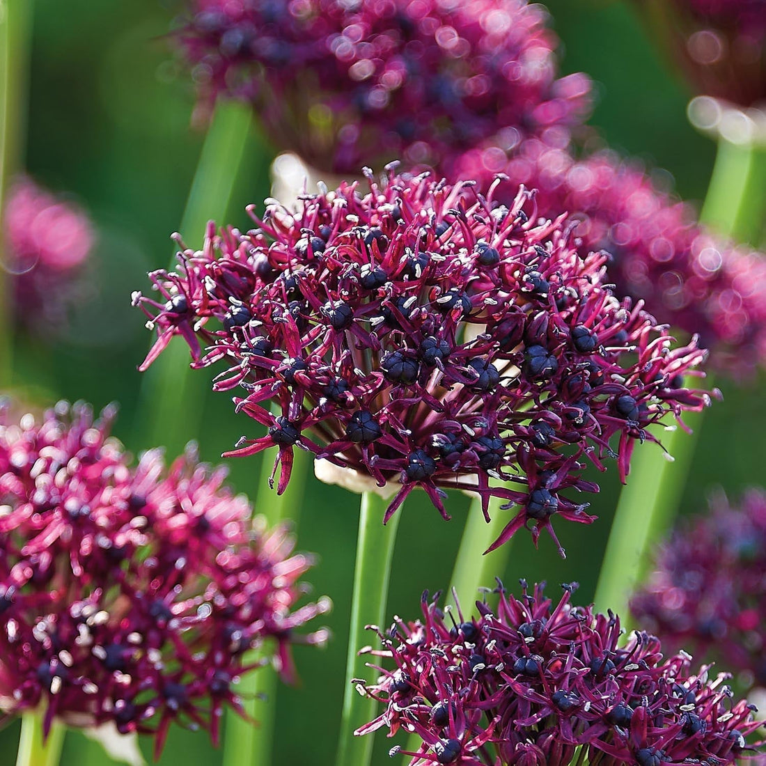 Czosnek ozdobny, Allium 'Atropurpereum'