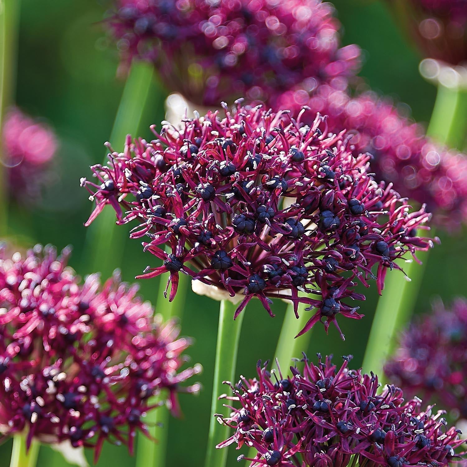 Czosnek ozdobny, Allium 'Atropurpereum'